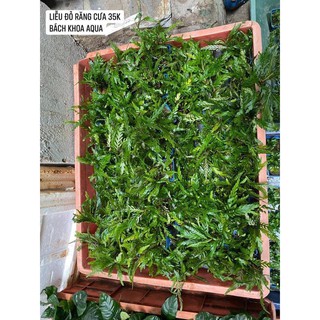 Cây Liễu đỏ răng cưa .