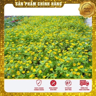 Hạt Giống Cúc Mặt Trời(50-100 hạt)