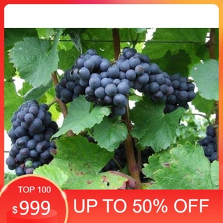 Cây giống nho kẹo ngọt mỹ, dòng quả sớm bầu giống cây to khỏe, gửi đi nguyên bầu