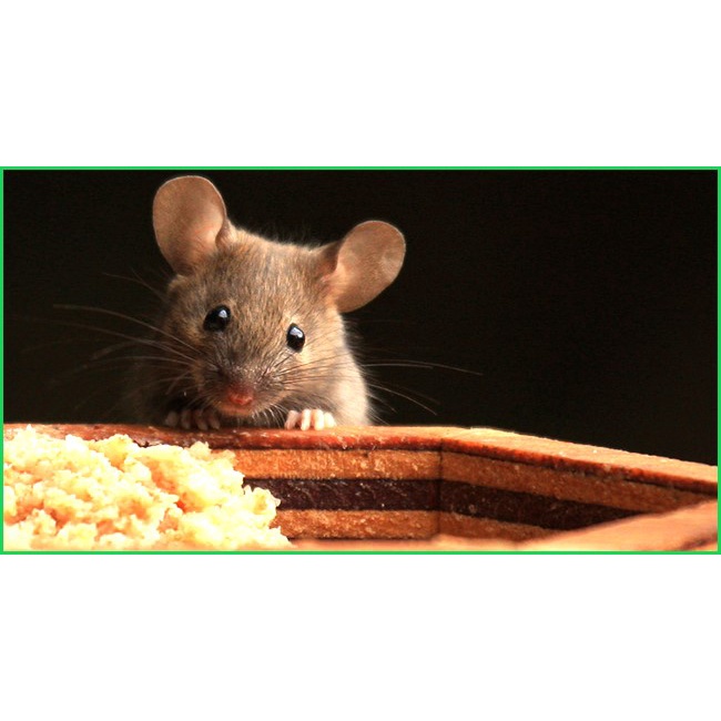 100 viên diệt chuột STORM   . Nông Dược Xanh