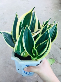 LƯỠI HỔ THÁI VÀNG LÙN