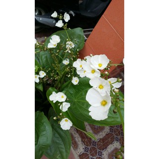 Cây giống Bách thủy tiên