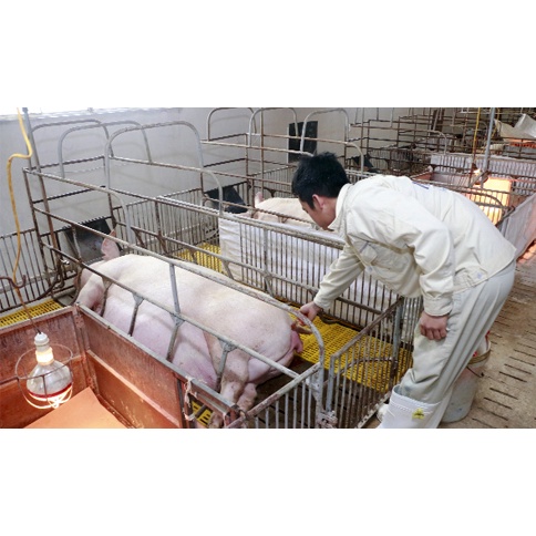 Máy rửa âm đạo heo nái, thụt rửa tử cung cho lợn nái bị viêm tử cung, viêm âm đạo sau sinh đẻ