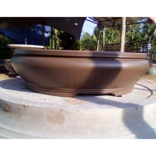 Khuôn trái bần bonsai