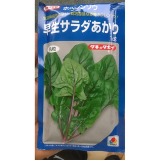 hạt giống cải bó xôi đỏ nhật bản
