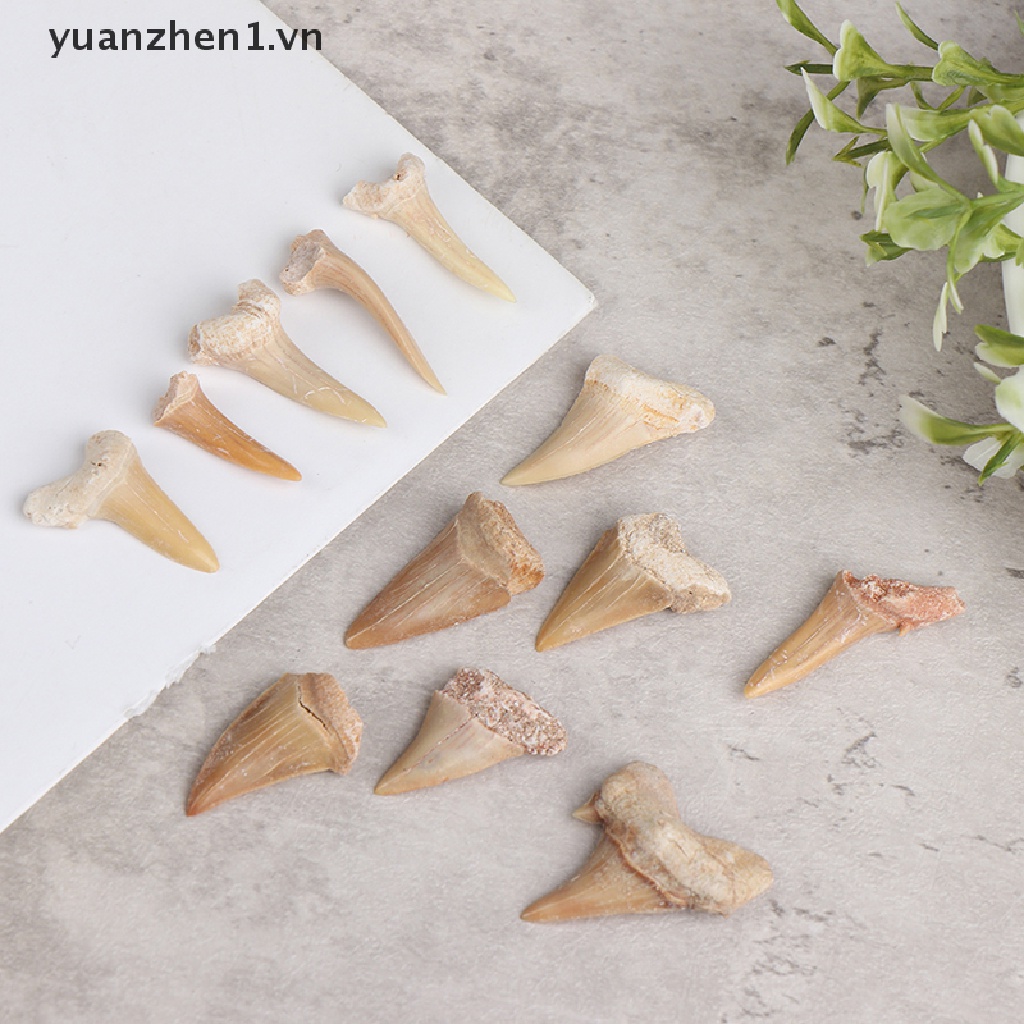 Mặt Dây Chuyền Hình Răng Cá Mập Bằng Khoáng Chất Tự Nhiên