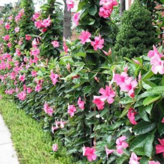 Chậu hoa hồng anh