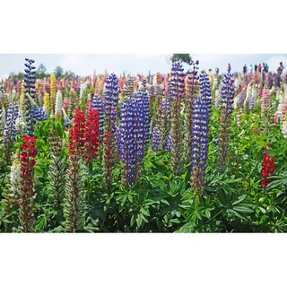 Hạt giống hoa đậu lupin -  Rau củ quả trồng tại vườn, sân thượng, nông trang, ban công