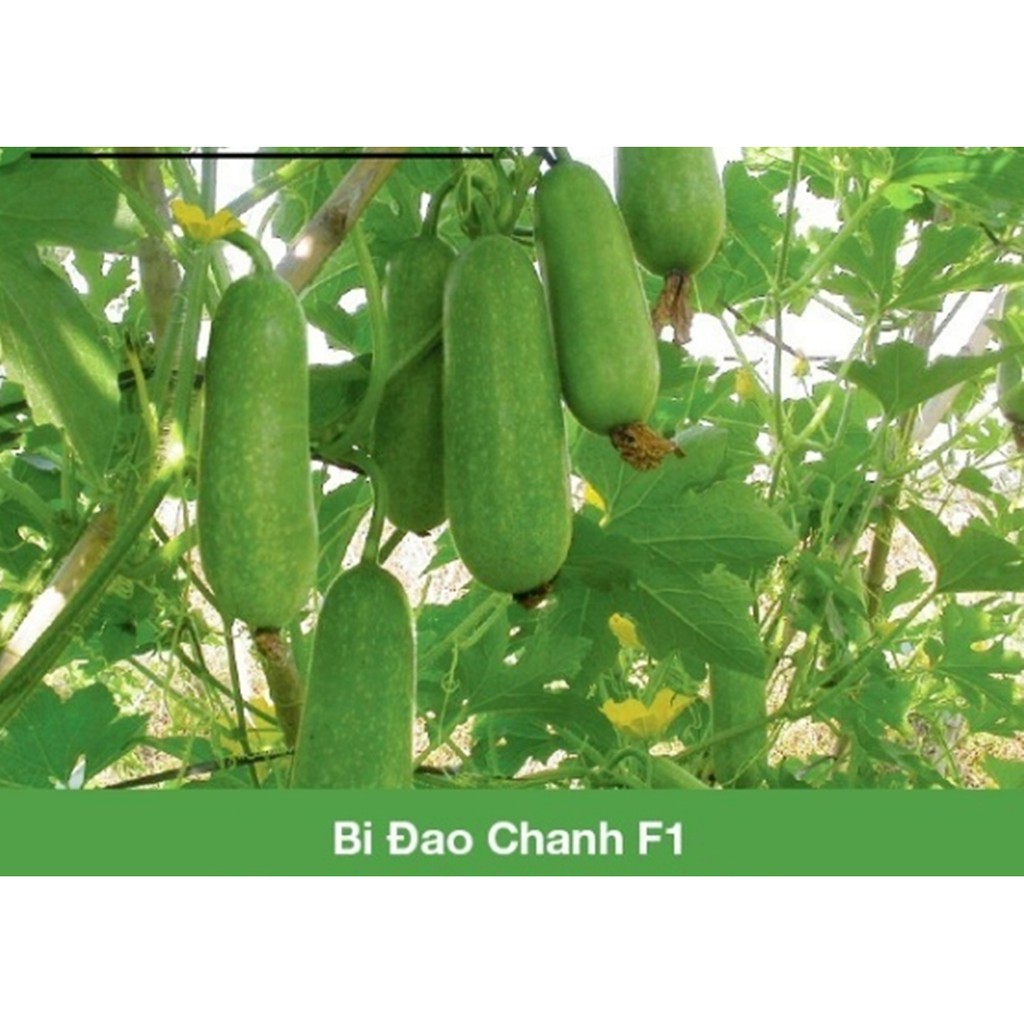 Hạt giống Bí đao chanh lai