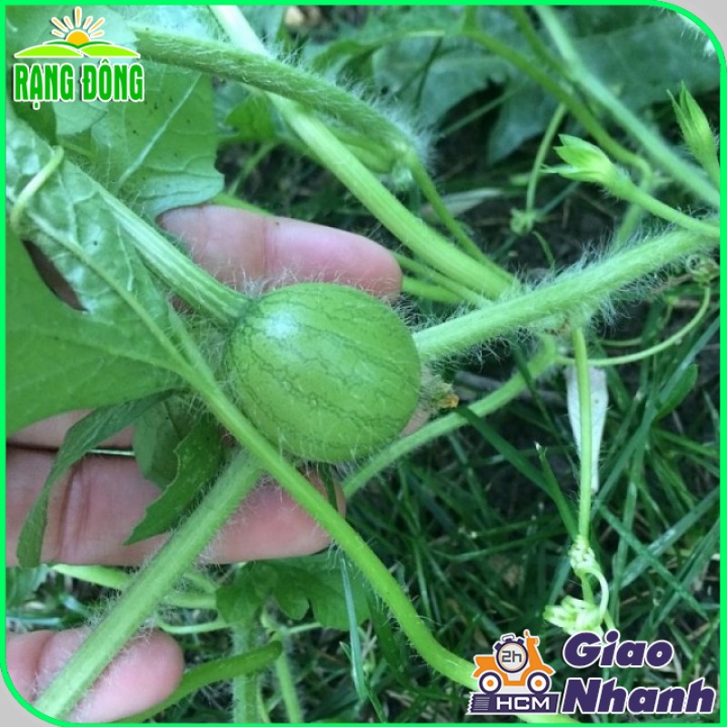 Hạt giống Dưa Hấu thu non (Dưa Canh) trái sai, trồng quanh năm - Hạt giống Rạng Đông
