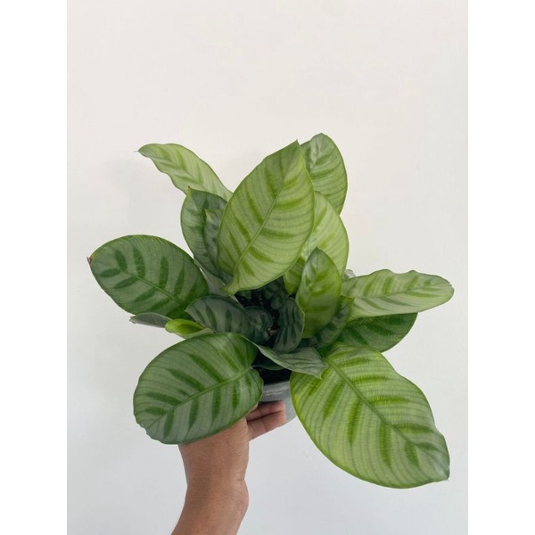 Chậu cứng Calathea Bella