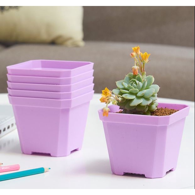 CHẬU TRỒNG SEN ĐÁ XƯƠNG RỒNG - KÍCH THƯỚC MIỆNG CHẬU 7CM x 7CM - nhiều màu - SET 10 - 50 CÁ