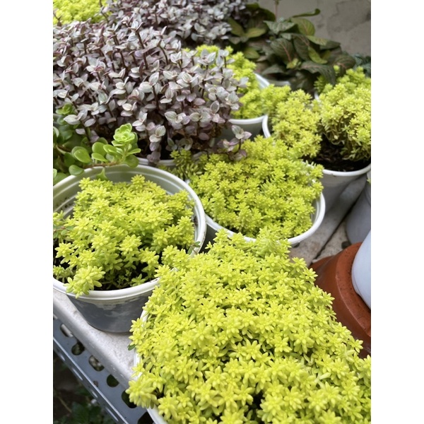 🌻 Sen Đá Cỏ Sedum Vàng, Lady Pinky, Sedum Vảy Cá FULL Chậu