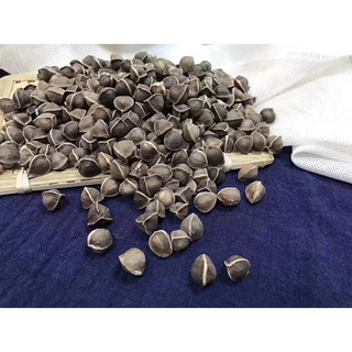 Hạt chùm ngây Ấn  Độ