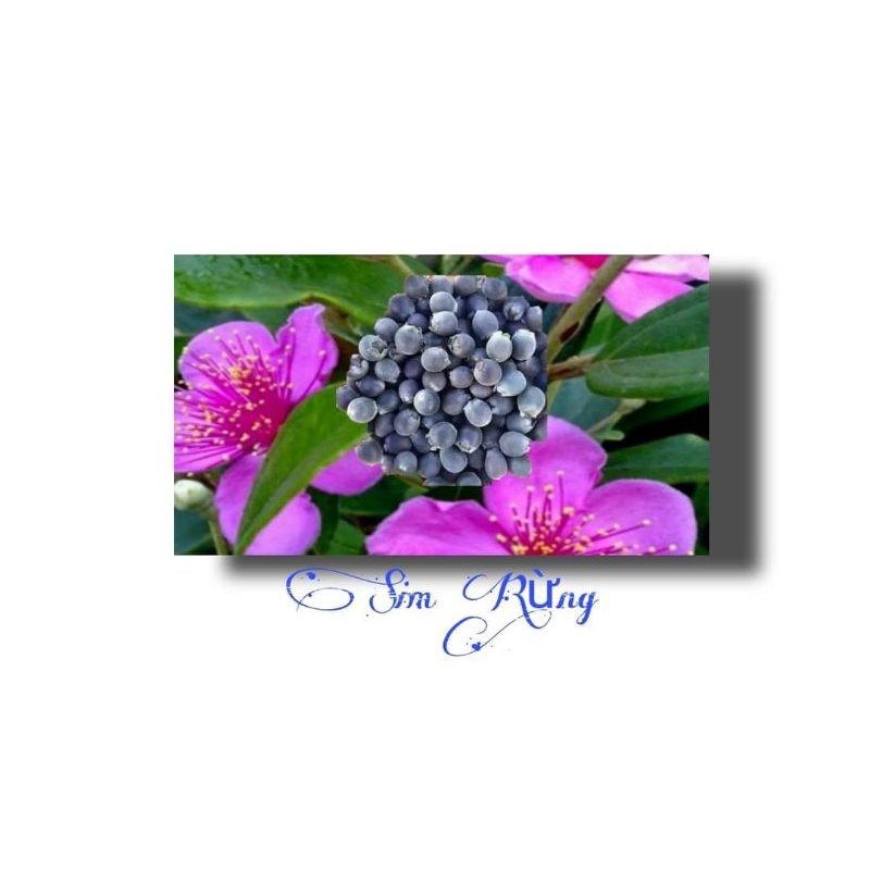 SIM RỪNG PHƠI KHÔ 1KG