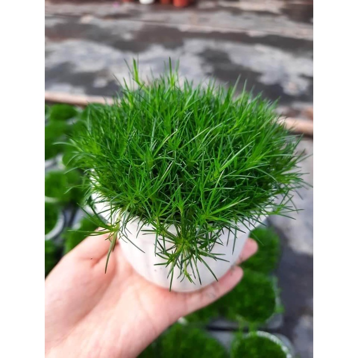 Cây Sagina subulata Irish Moss (Cỏ Rêu Ai Len) chậu treo bí ngô mini
