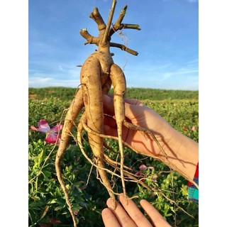 Hạt giống sâm bố chính