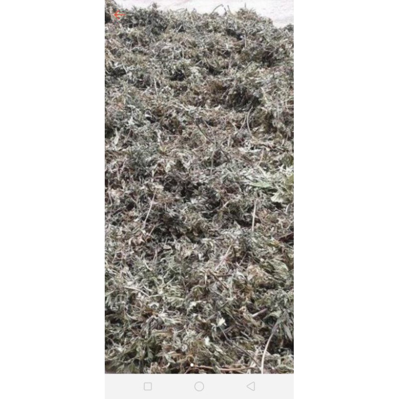 LÁ ĐINH LĂNG KHÔ  SẠCH 1KÍ