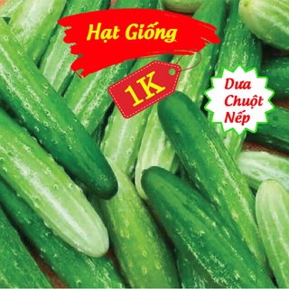 Deal 1k - 10 hạt giống dưa chuột nếp - tập trồng rau tại nhà