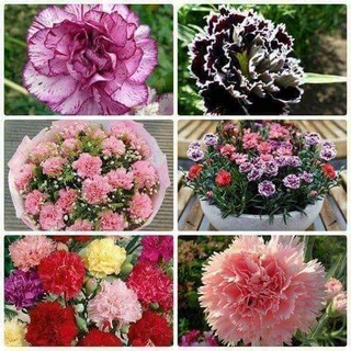 Hạt giống hoa Cẩm Chướng Kép mix đủ màu hoa