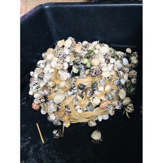 Rugos baby Nhân tạo