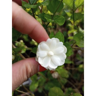 Cây hoa lài ta, lài trà sẵn hoa, nụ trắng, thơm ướp trà- Arabian Jasmine