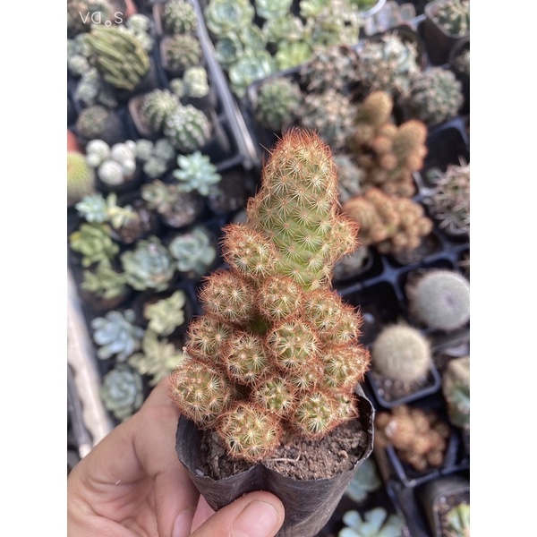 Xương Rồng Mini, Đẹp, Đa Dạng, Dễ Trồng - Xương rồng, Cactus