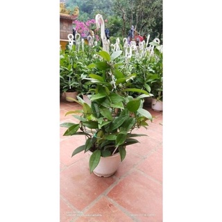 Cây Lan Cẩm Cù đang hoa size lớn