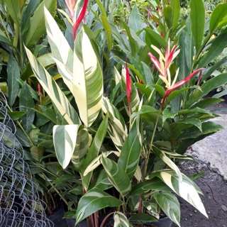 Cây chuối thiên điểu cẩm thạch