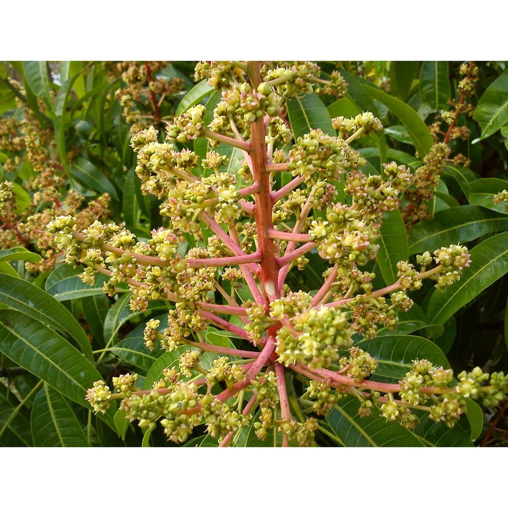 Phân bón hữu cơ sinh học Trimix N1 tốt cây xanh lá - dạng viên tan chậm (gói 700g)