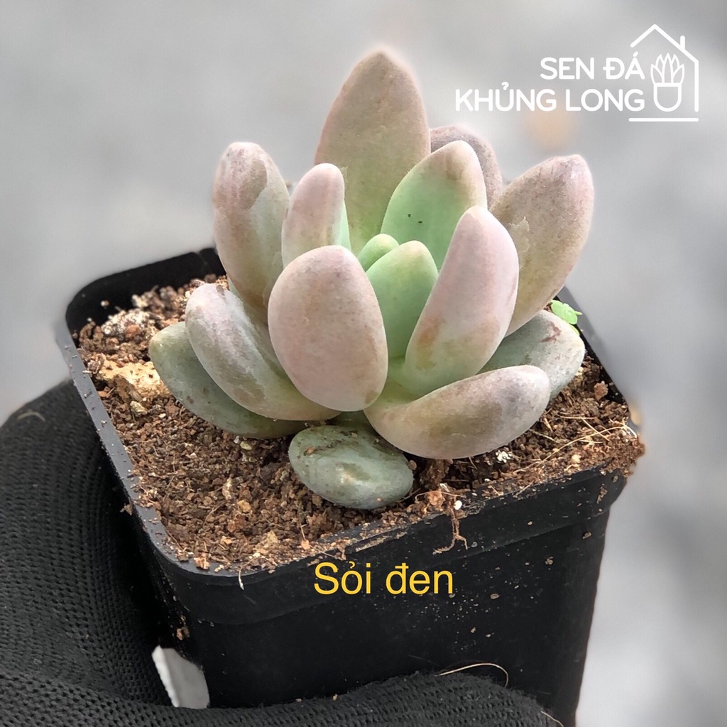 Sen Đá Sỏi Đen - Pachyphytum Oviferum Shireiden