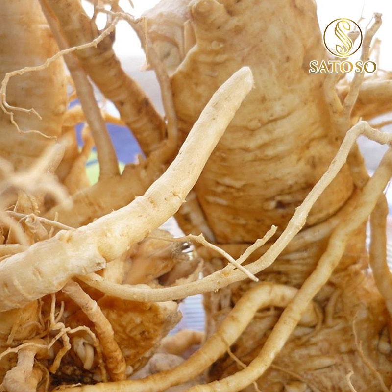Rễ mật nhân thượng hạng tốt cho si.nh l.ý nam SATOSO 1kg SA39