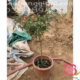 CÂY Y HÌNH - Cây Hoa Hồng Trứng Đỏ  - Tặng Phân Bón