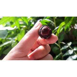 5 hạt giống hoa Sen mini nhiều màu