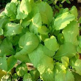 Hạt giống rau cải mơ 20 gram