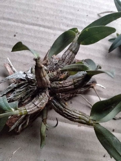 Combo 3 bản bạch hoả hoàng