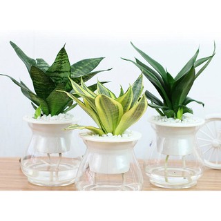 Chậu nhựa trồng cây thủy sinh, thủy canh; bình trồng cây thủy sinh, lọ trồng cây bằng nhựa trong suốt {11x12cm}