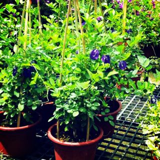 Hạt giống hoa đậu biếc 20 hạt