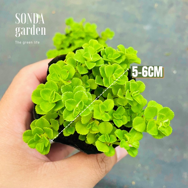 Cỏ sedum lục hà SONDA GARDEN size bé 5-6cm, xuất xứ Đà Lạt, khoẻ đẹp, lỗi 1 đổi 1