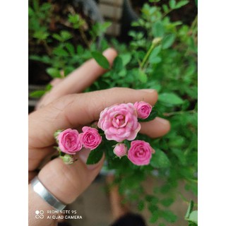 hồng pink pong ( hồng siêu nụ siêu hoa)
