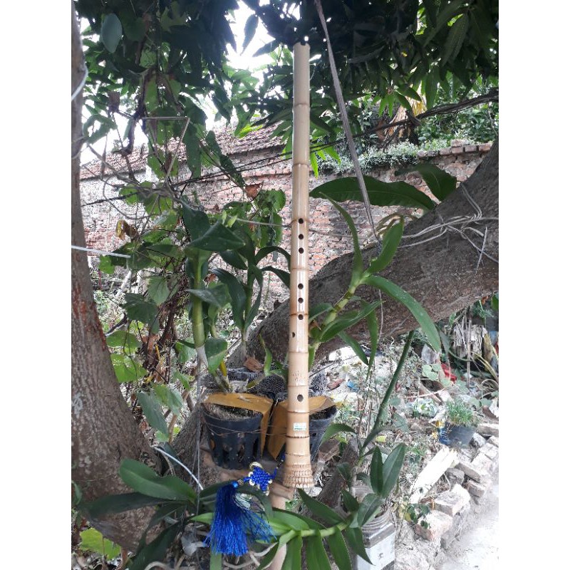 Sáo Tiêu gốc