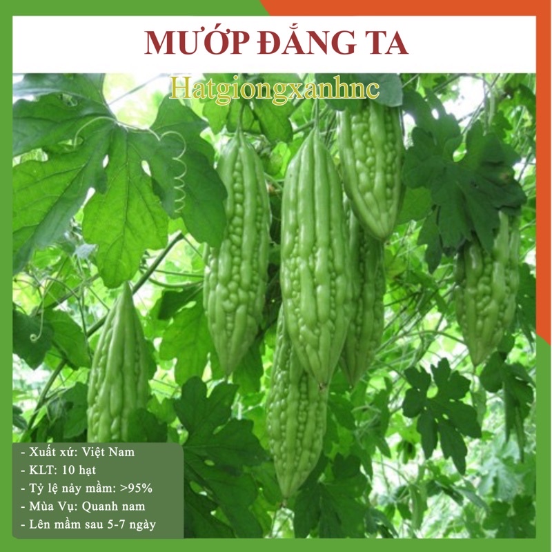 Hạt giống mướp đắng xanh (khổ qua) gói 10 hạt thuộc loại rau củ quả dễ trồng