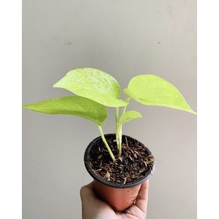 Trầu bà thái Vàng ( Trồng Thủy sinh được)