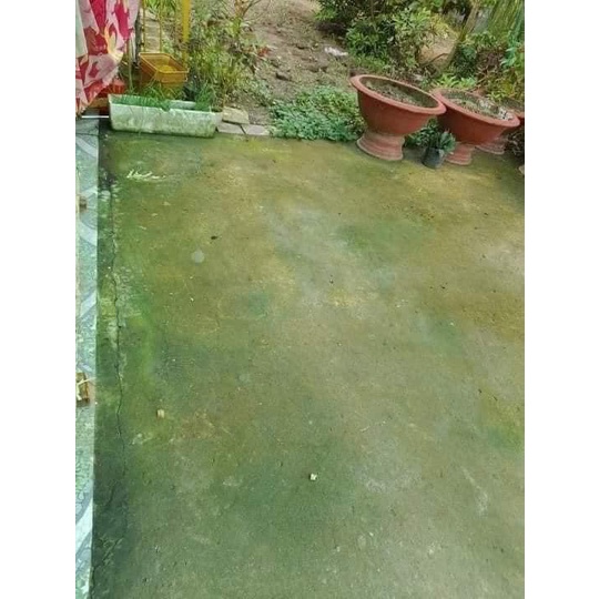 BỘT TẨY RONG RÊU, LÀM SẠCH SÂN VƯỜN HIỆU QUẢ