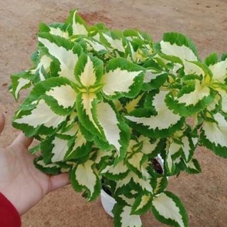 Combo 2 Cây lá gấm (giao màu ngẫu nhiên)