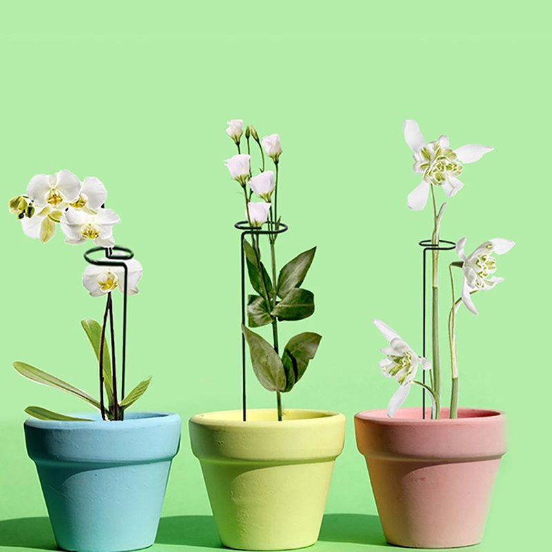 Hot sale! Thanh Đỡ Hỗ Trợ Trồng Cây Cà Chua amaryllis