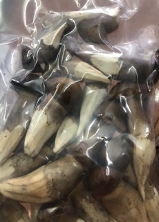 Nấm mối Nhất Quang