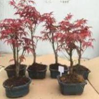 CÂY PHONG LÁ ĐỎ