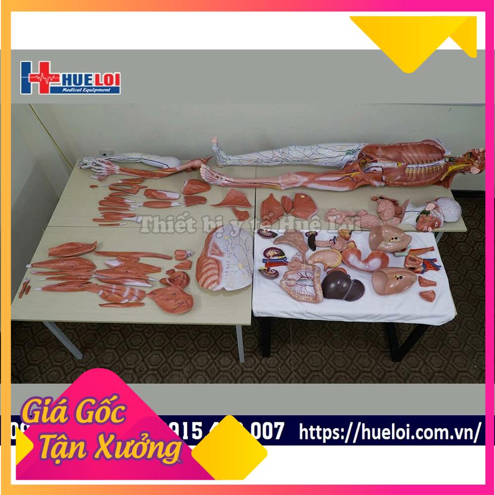 y tế chính hãng Mô Hình Giải Phẫu Hệ Cơ Và Cơ Quan Nội Tạng NGười 170cm