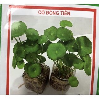 Hạt giống cỏ kim tiền - cỏ đồng tiền (may mắn) ☘️